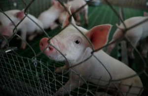 Hito científico en Brasil: El primer cerdo clonado de Latinoamérica abre ruta a trasplantes humanos