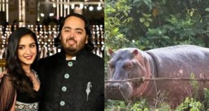 Millonario indio Anat Ambani ofrece resguardo a los 80 hipopótamos colombianos para evitar eutanasia