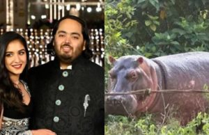 Millonario indio Anat Ambani ofrece resguardo a los 80 hipopótamos colombianos para evitar eutanasia
