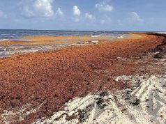 Prevén 40 millones de toneladas de sargazo en el Atlántico; especialista alerta por impacto ambiental y económico en Quintana Roo