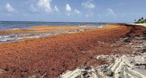 Prevén 40 millones de toneladas de sargazo en el Atlántico; especialista alerta por impacto ambiental y económico en Quintana Roo