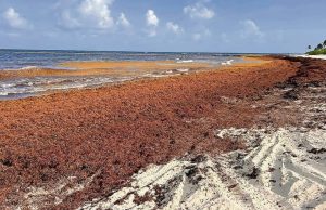 Prevén 40 millones de toneladas de sargazo en el Atlántico; especialista alerta por impacto ambiental y económico en Quintana Roo