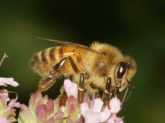 Abejas contra ácaros: así refuerza México la lucha ante la plaga que pone en riesgo la polinización