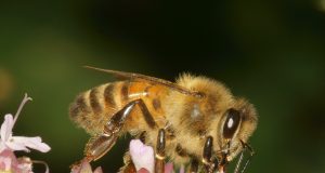 Abejas contra ácaros: así refuerza México la lucha ante la plaga que pone en riesgo la polinización