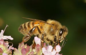 Abejas contra ácaros: así refuerza México la lucha ante la plaga que pone en riesgo la polinización