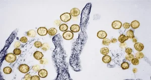 Alerta en Argentina: Suben casos de hantavirus en punto de origen del crucero infectado