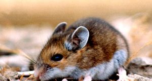 Chile reporta variante endémica del hantavirus: suma 13 muertos y 39 casos en 2026
