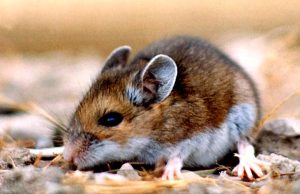 Chile reporta variante endémica del hantavirus: suma 13 muertos y 39 casos en 2026