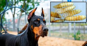 Alerta en CDMX por gusano barrenador: cómo proteger a perros y gatos