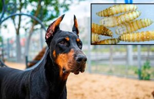 Alerta en CDMX por gusano barrenador: cómo proteger a perros y gatos