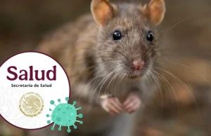 ¿Qué es el hantavirus? Conoce la enfermedad por la que la OMS y la Secretaría de Salud mantienen alertas