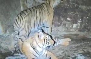 Decomiso exótico en Nonoava: Hallan tigres de bengala, arsenal y droga en huerta nogalera
