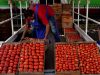 El tomate se convierte en el nuevo símbolo de la crisis de asequibilidad en EE. UU.