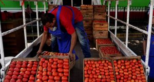El tomate se convierte en el nuevo símbolo de la crisis de asequibilidad en EE. UU.