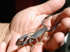 Científicos de la UNAM desarrollan potentes antibióticos con veneno de alacranes y chile habanero