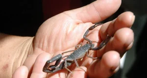 Científicos de la UNAM desarrollan potentes antibióticos con veneno de alacranes y chile habanero