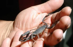 Científicos de la UNAM desarrollan potentes antibióticos con veneno de alacranes y chile habanero