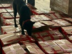 Aseguran en México casi 2 toneladas de corteza de tepezcohuite con destino a Países Bajos