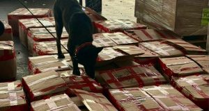 Aseguran en México casi 2 toneladas de corteza de tepezcohuite con destino a Países Bajos
