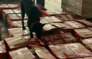 Aseguran en México casi 2 toneladas de corteza de tepezcohuite con destino a Países Bajos