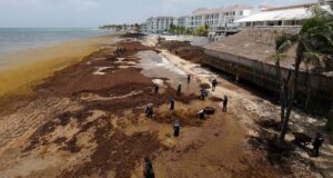 México necesita acuerdos con el Caribe para frenar invasión de sargazo