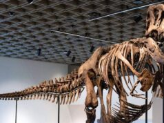 Récord de 50.1 millones de dólares asi se vende Esqueleto de T. Rex