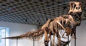 Récord de 50.1 millones de dólares asi se vende Esqueleto de T. Rex