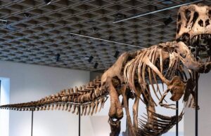 Récord de 50.1 millones de dólares asi se vende Esqueleto de T. Rex