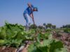 México confirma tres casos de ciclosporiasis por lechuga contaminada