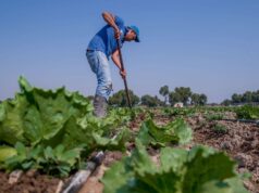 México confirma tres casos de ciclosporiasis por lechuga contaminada