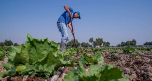 México confirma tres casos de ciclosporiasis por lechuga contaminada