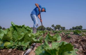 México confirma tres casos de ciclosporiasis por lechuga contaminada