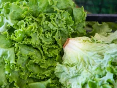 FDA mantiene su señalamiento contra lechuga de Taylor Farms pese a error de laboratorio