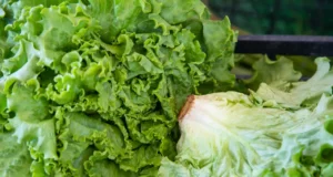 FDA mantiene su señalamiento contra lechuga de Taylor Farms pese a error de laboratorio