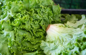 FDA mantiene su señalamiento contra lechuga de Taylor Farms pese a error de laboratorio