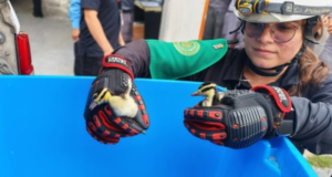 Rescatistas de Guadalupe ponen a salvo a patos dentro de planta de la CFE