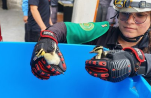 Rescatistas de Guadalupe ponen a salvo a patos dentro de planta de la CFE