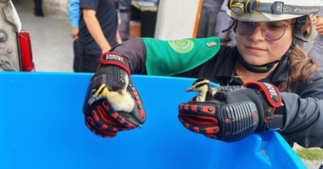 patos_c_def